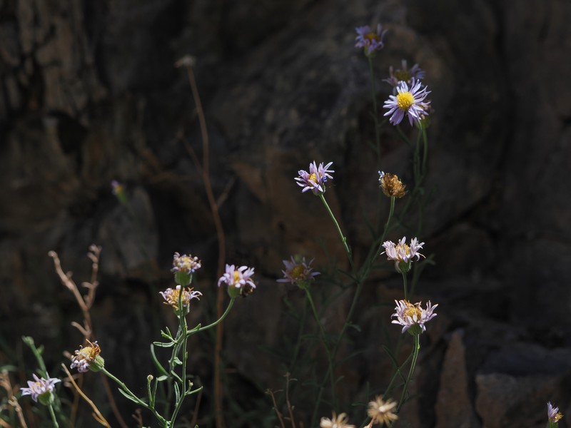 Erigeron breweri var. porphyreticus photo 7