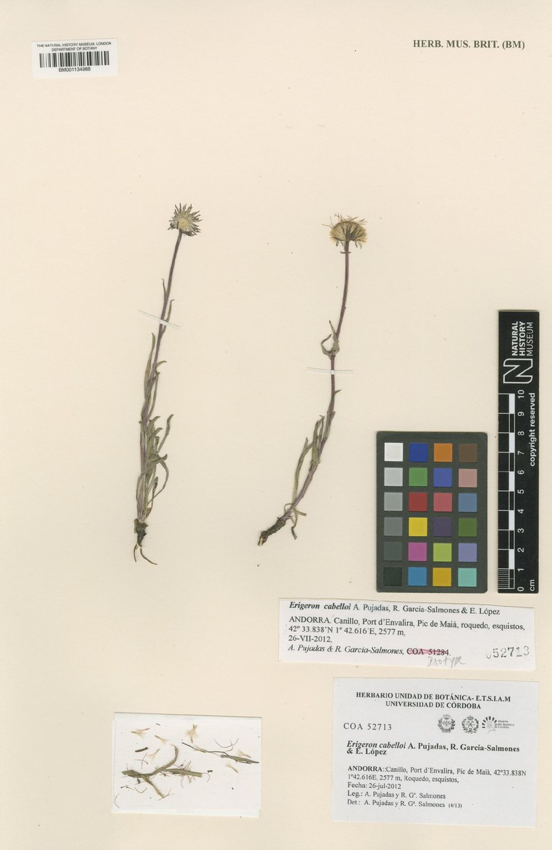 Erigeron cabelloi
