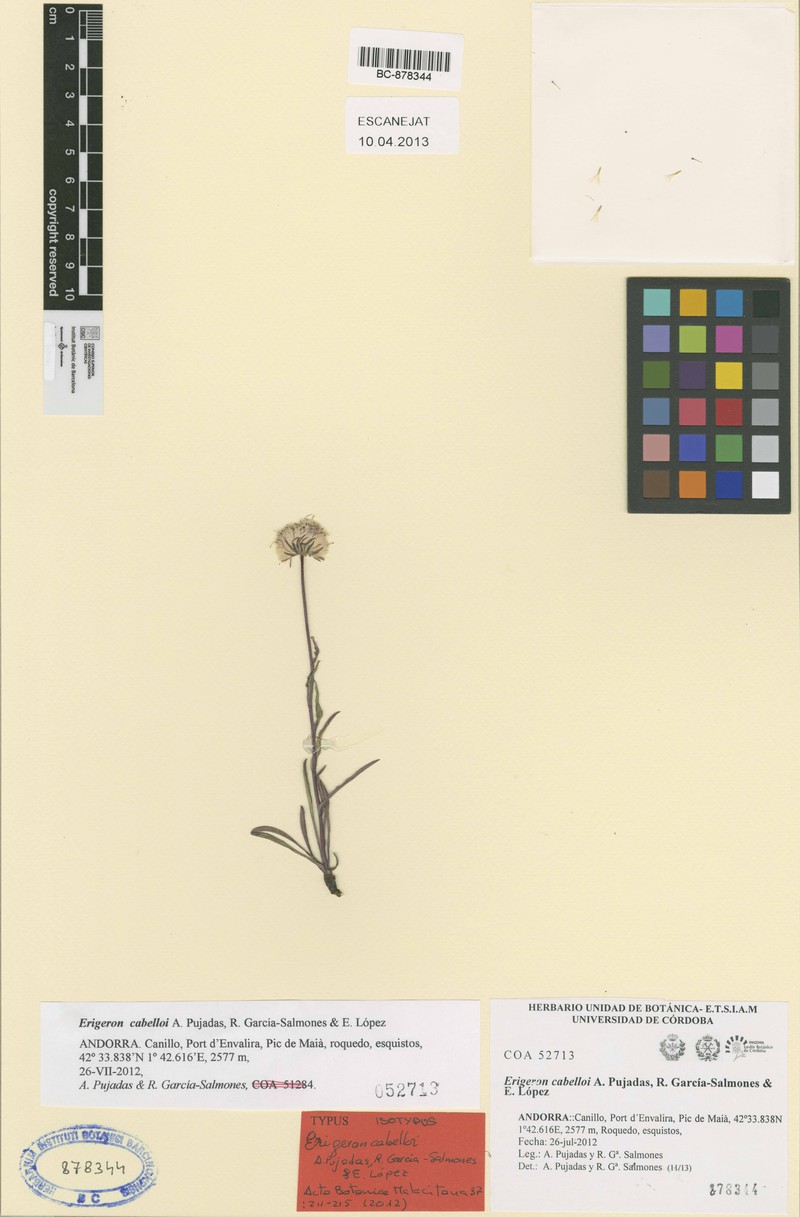 Erigeron cabelloi photo 2