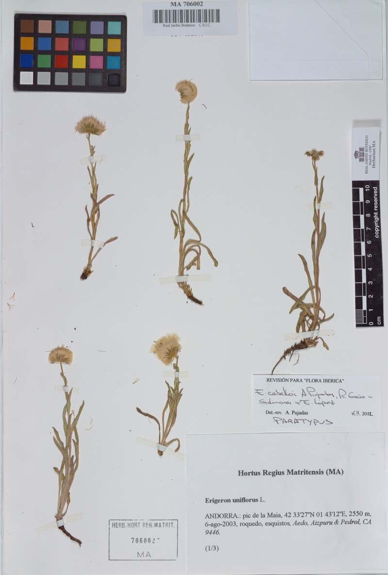 Erigeron cabelloi photo 3