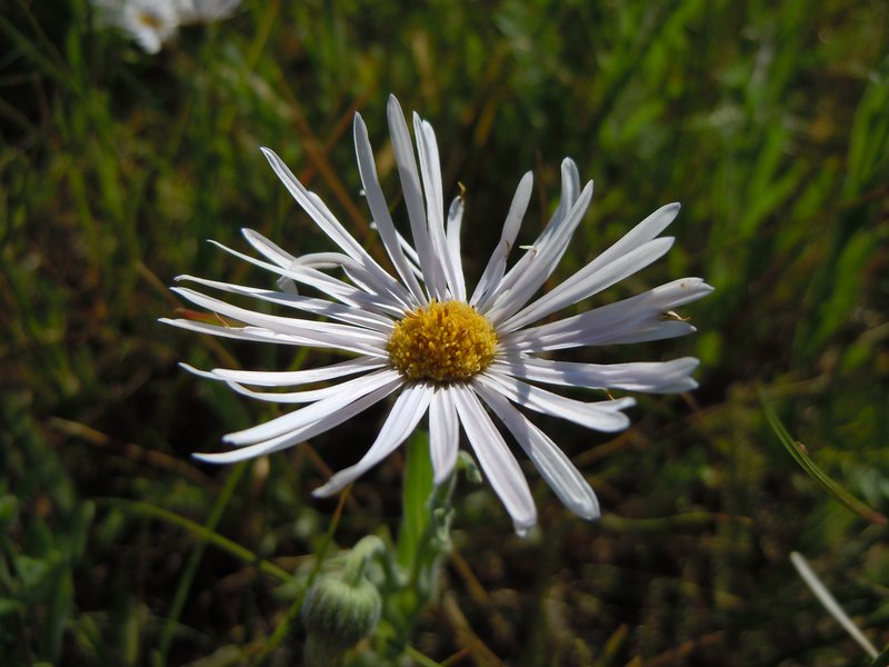 Tufted Fleabane