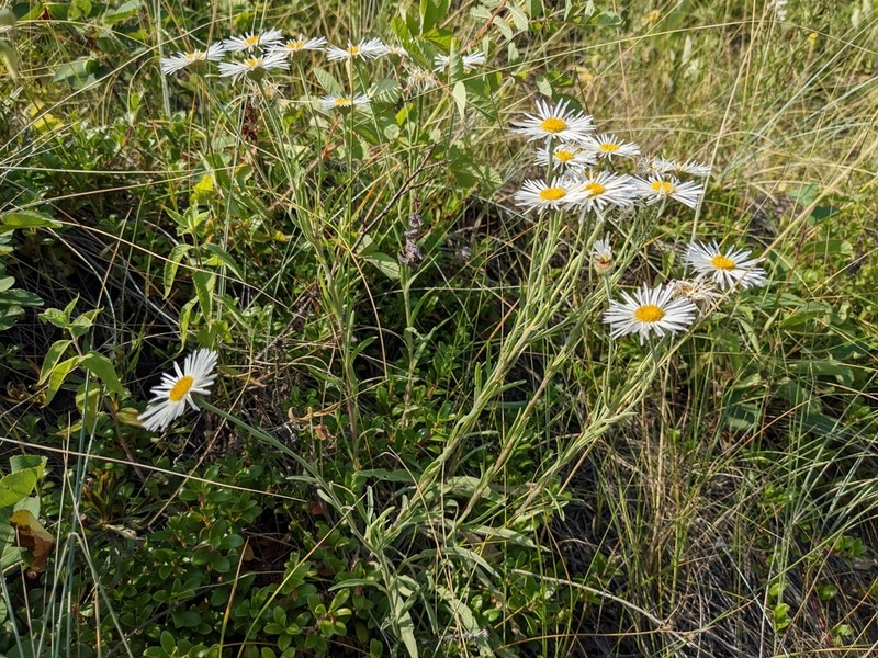 Tufted Fleabane