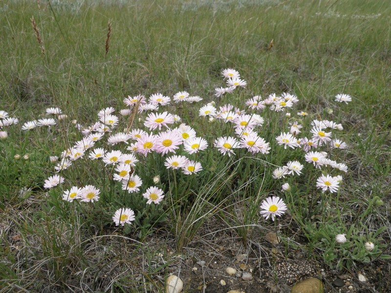 Tufted Fleabane photo 2