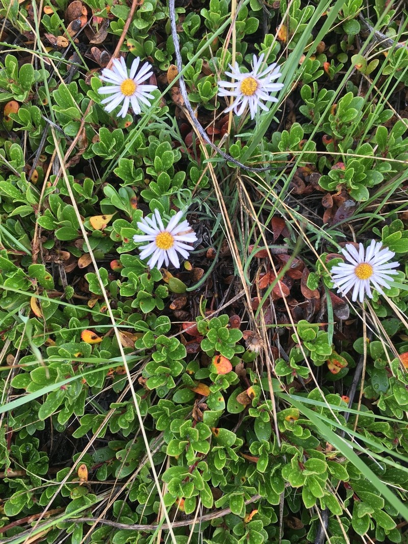 Tufted Fleabane photo 3