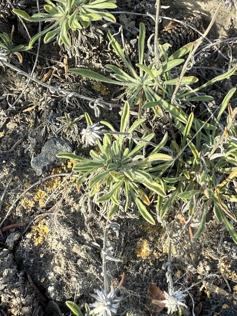 Tufted Fleabane photo 4