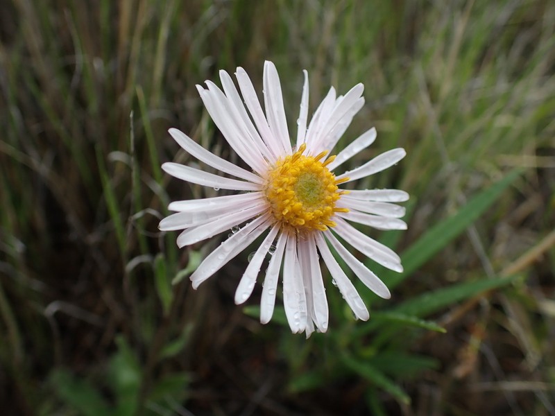 Tufted Fleabane photo 5