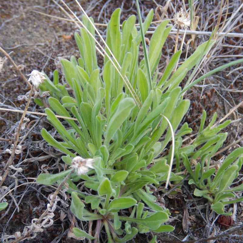 Tufted Fleabane photo 6