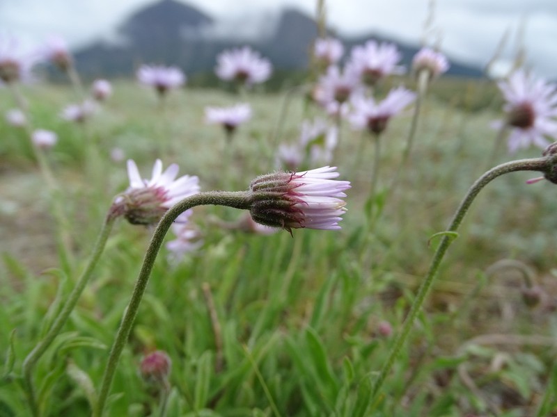 Tufted Fleabane photo 7