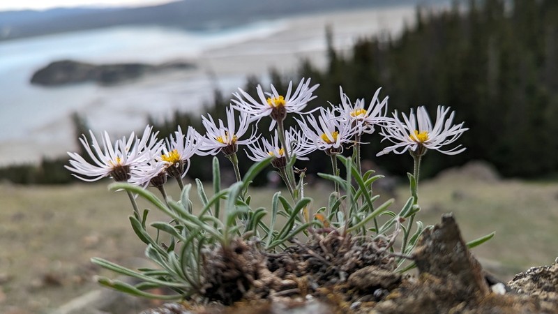 Tufted Fleabane photo 8