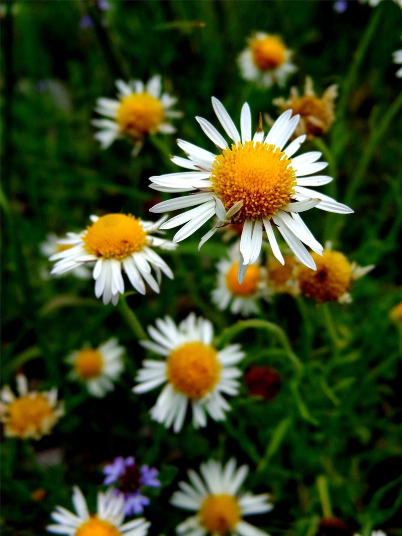 Erigeron calcicola