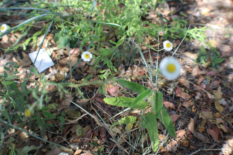 Erigeron calcicola photo 2