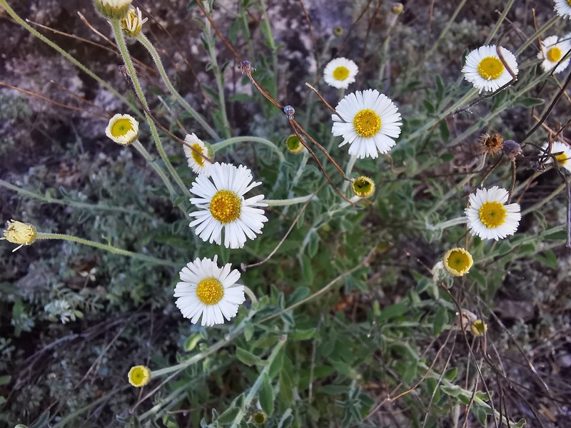 Erigeron calcicola photo 3