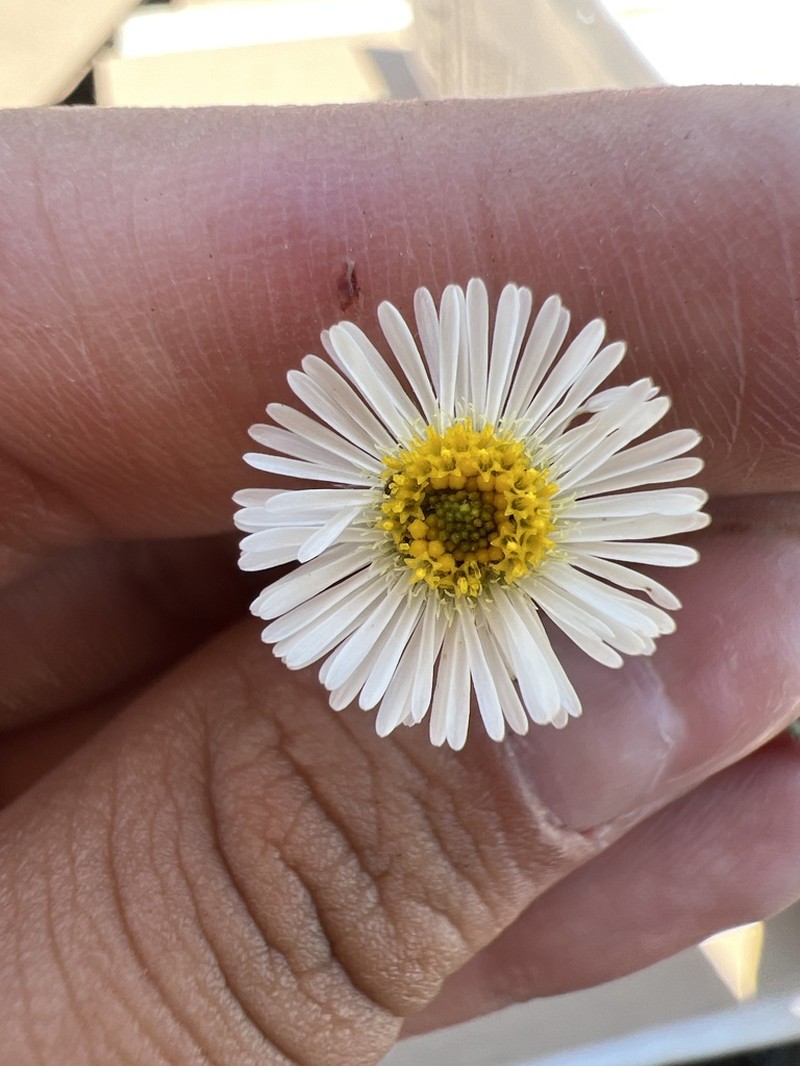 Erigeron calcicola photo 4