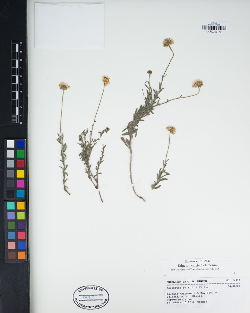 Erigeron calcicola photo 6
