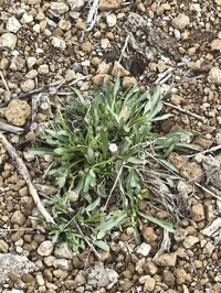 Erigeron calderae