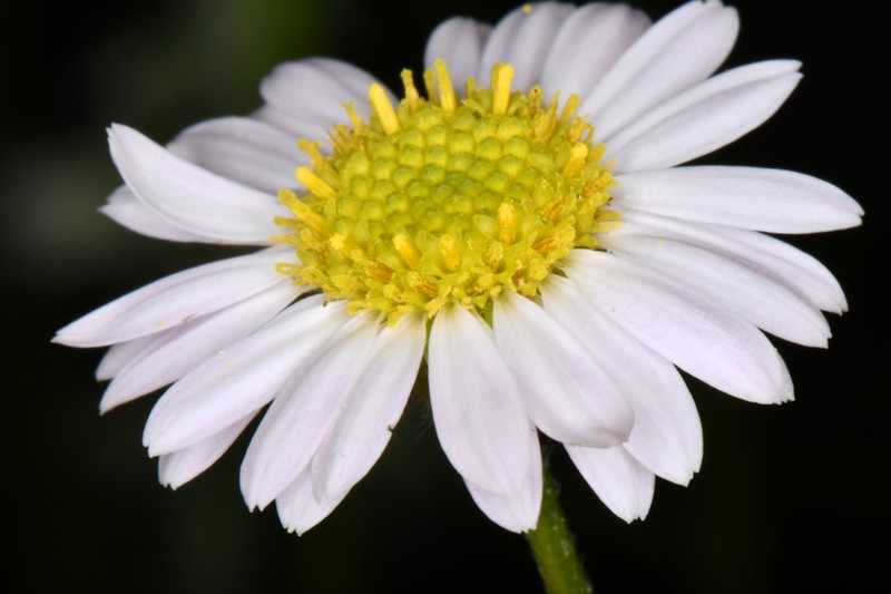 Erigeron canaani