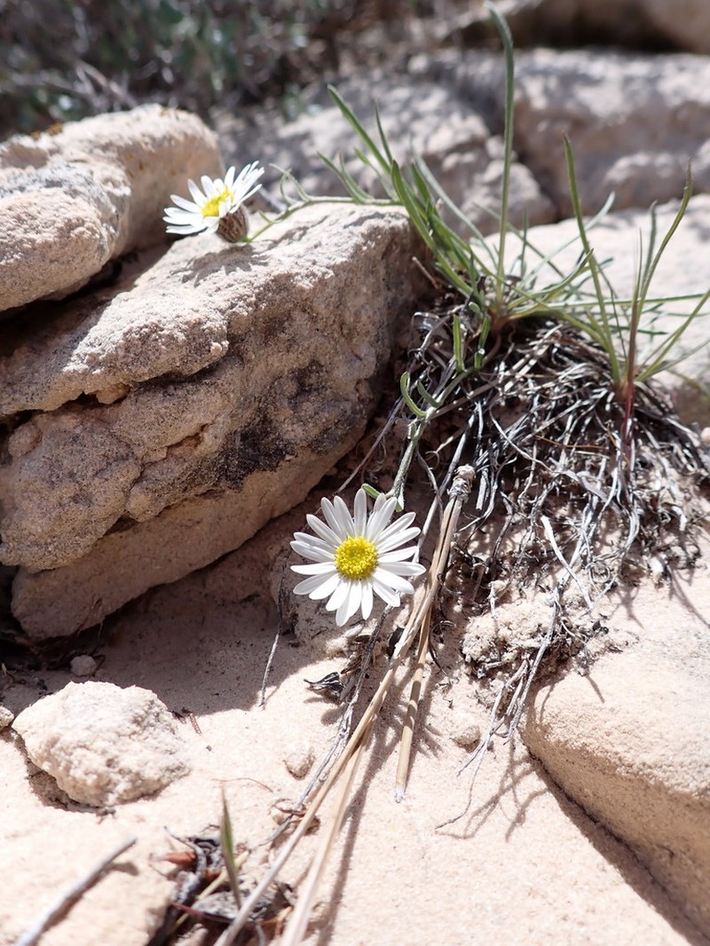 Erigeron canaani photo 2