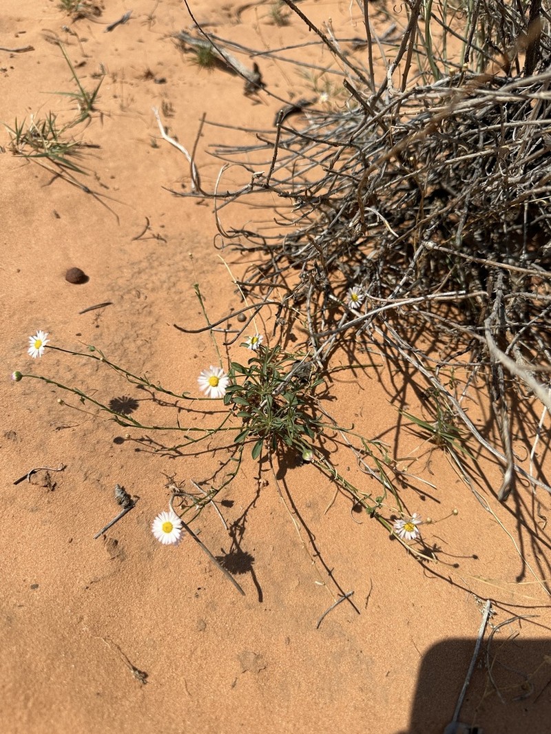 Erigeron canaani photo 3