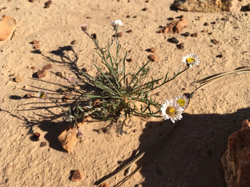 Erigeron canaani photo 4