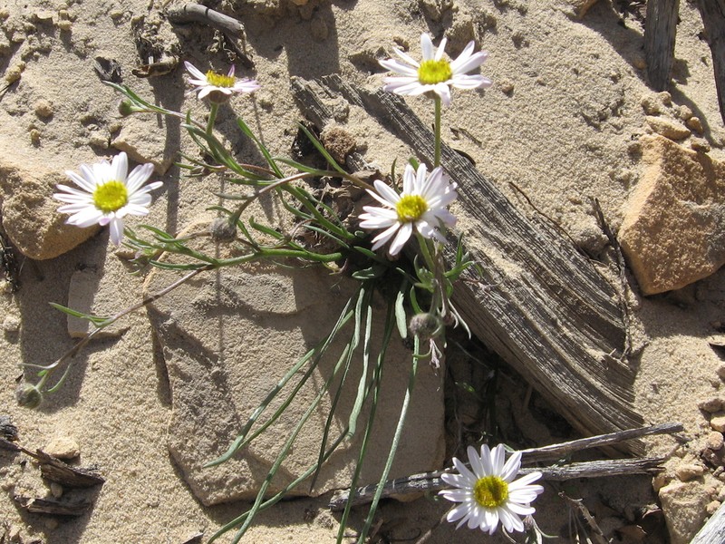 Erigeron canaani photo 6