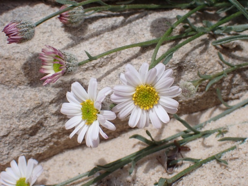 Erigeron canaani photo 7