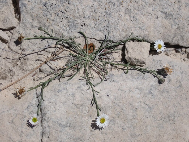 Erigeron canaani photo 8