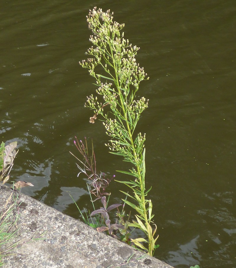 Canadian Horseweed
