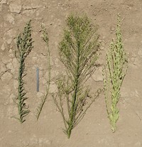 Canadian Horseweed