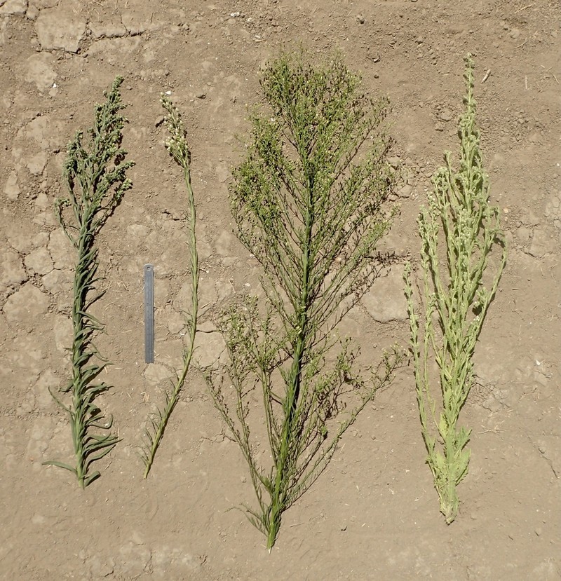 Canadian Horseweed
