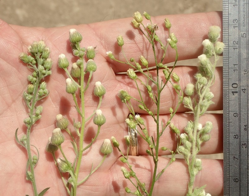Canadian Horseweed photo 2