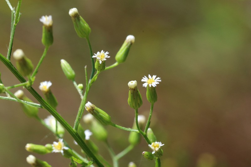 Canadian Horseweed photo 3