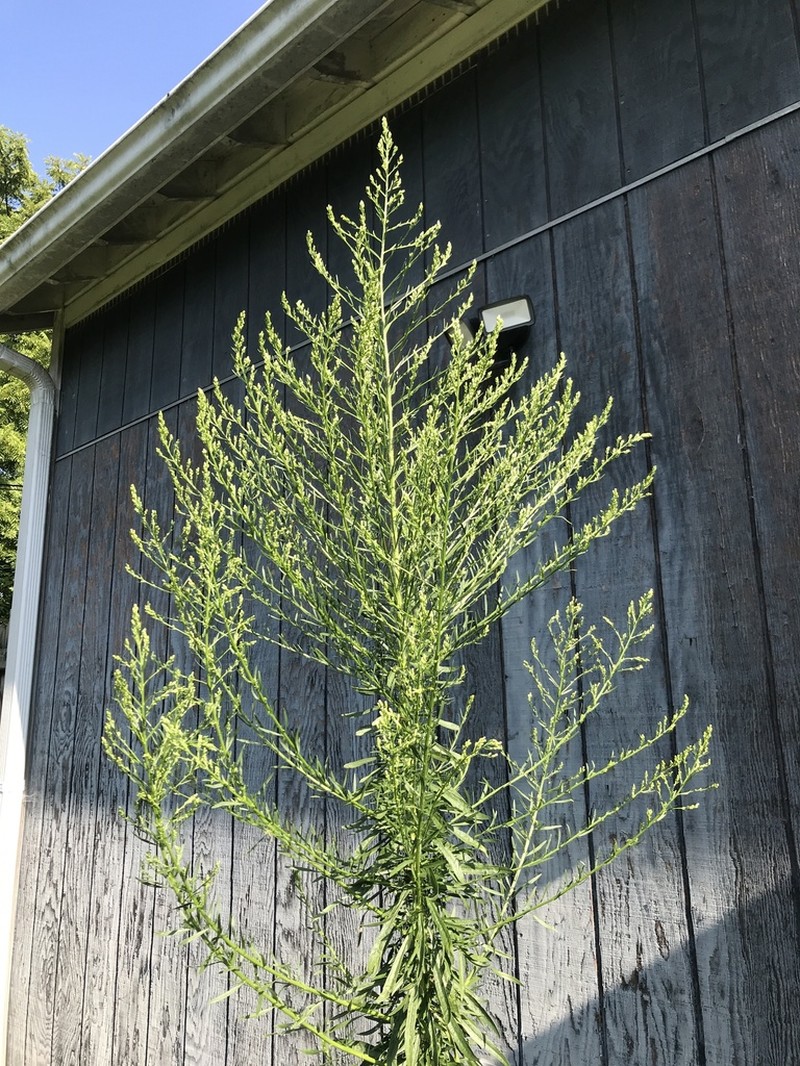 Canadian Horseweed photo 4