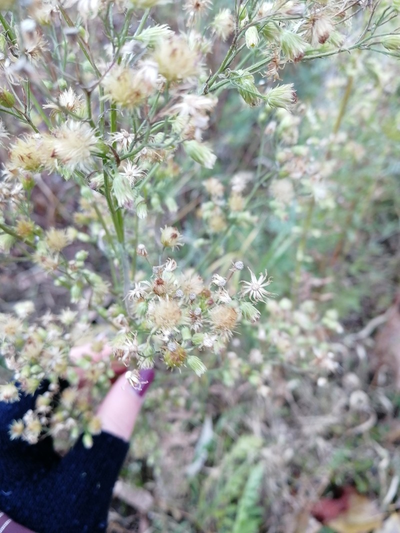 Canadian Horseweed photo 5