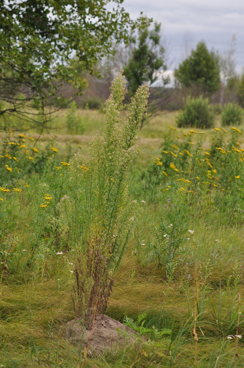 Canadian Horseweed photo 6
