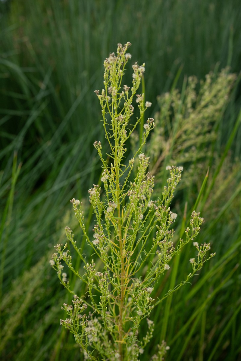 Canadian Horseweed photo 7