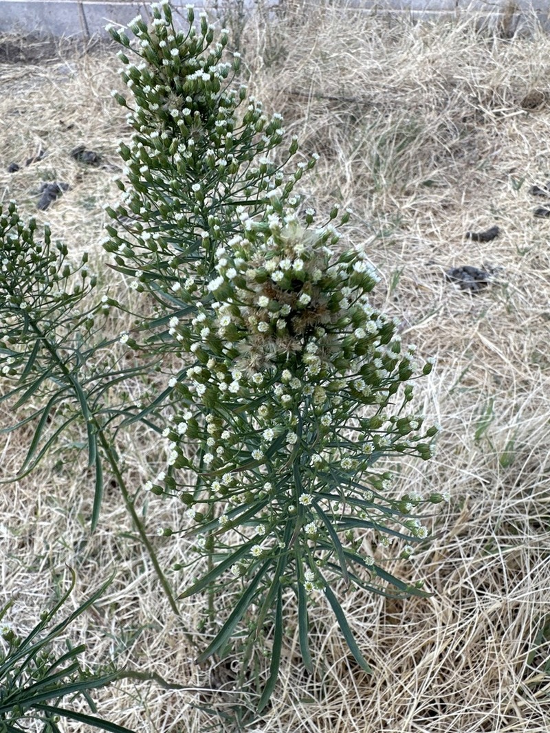 Canadian Horseweed photo 8
