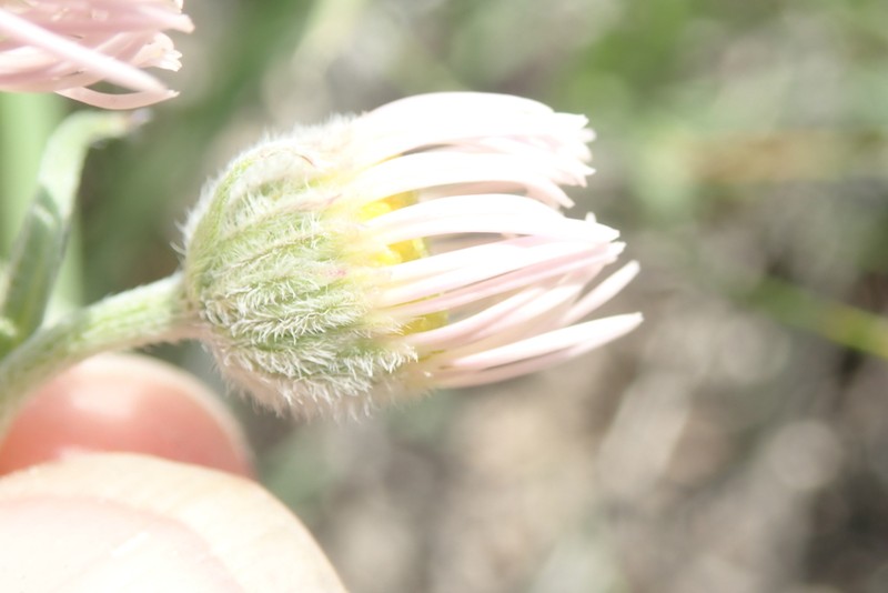 Hoary Fleabane