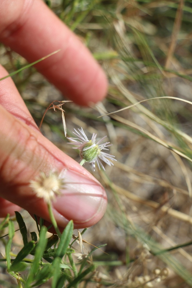 Hoary Fleabane photo 2