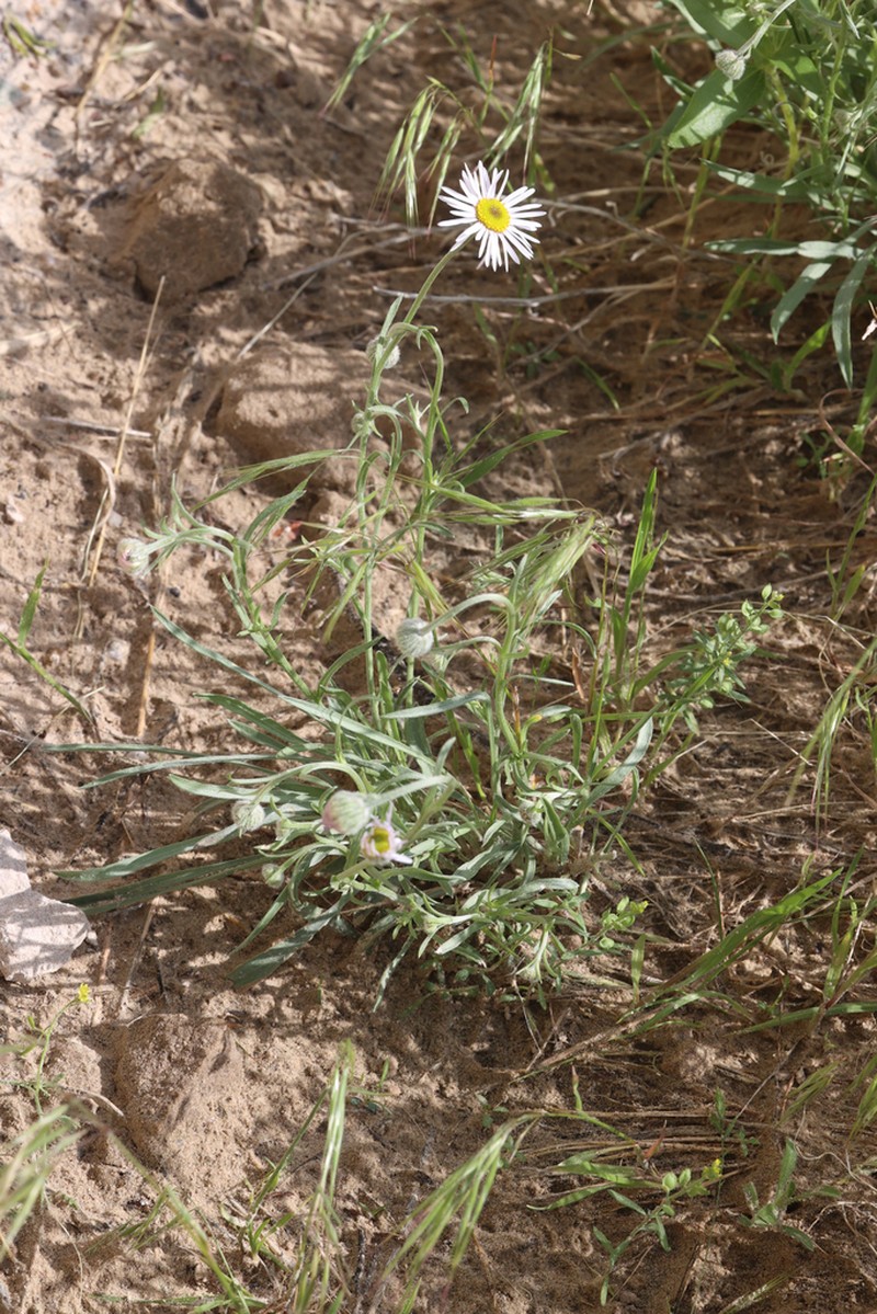 Hoary Fleabane photo 3