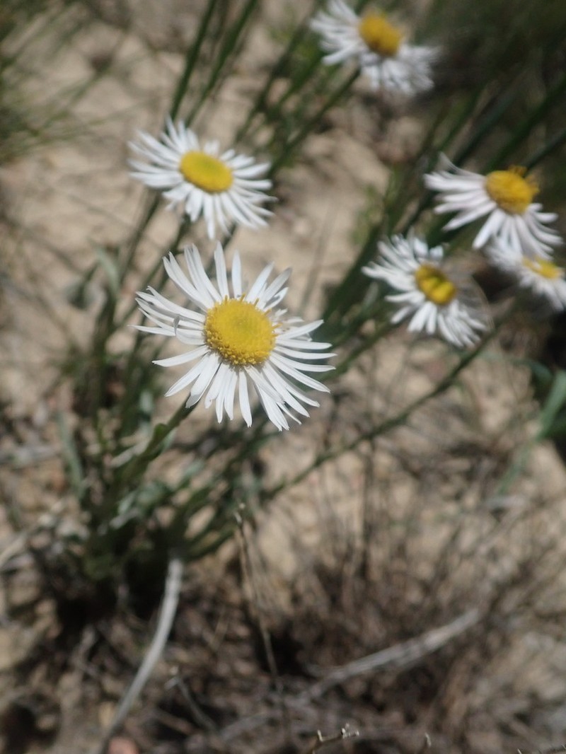 Hoary Fleabane photo 4