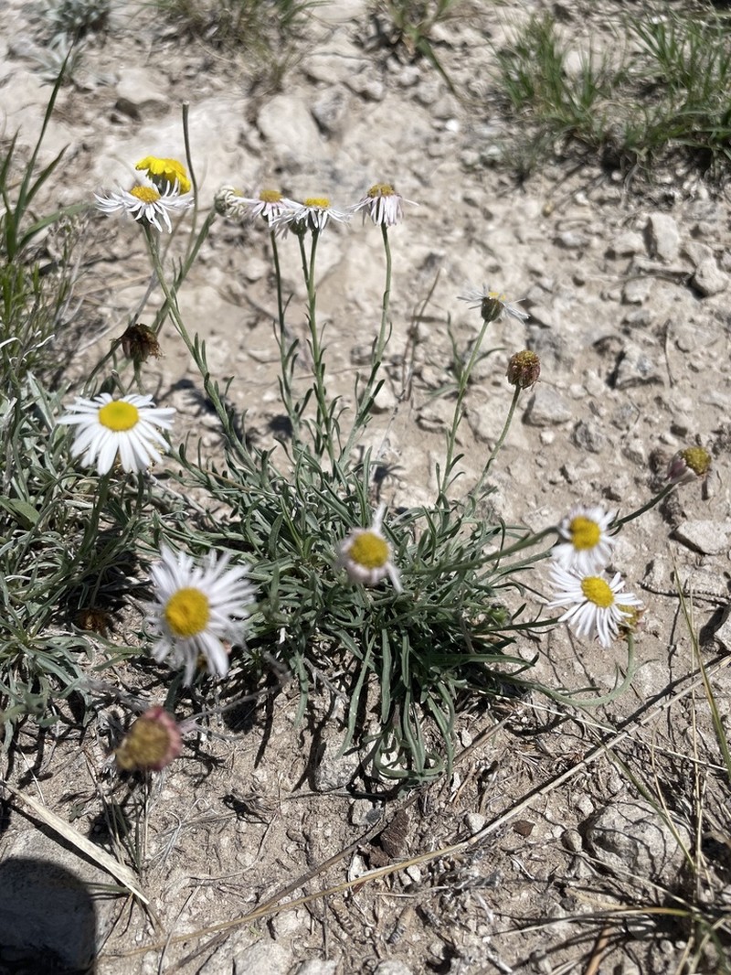 Hoary Fleabane photo 5
