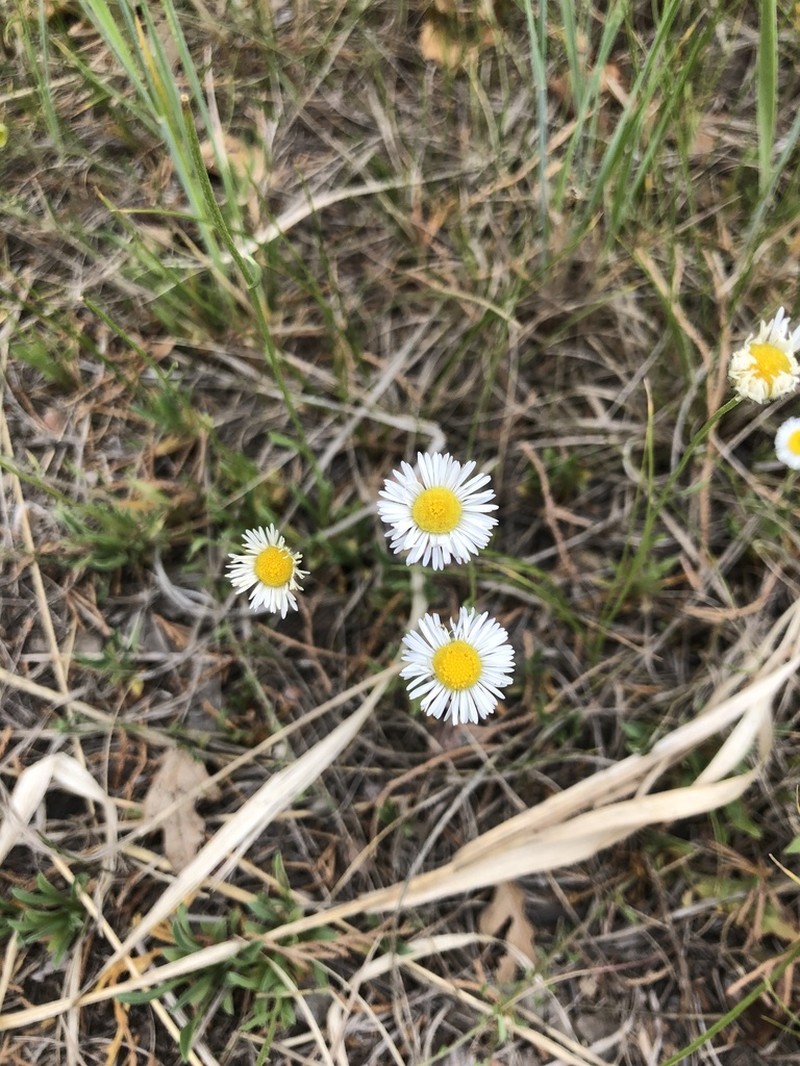 Hoary Fleabane photo 6
