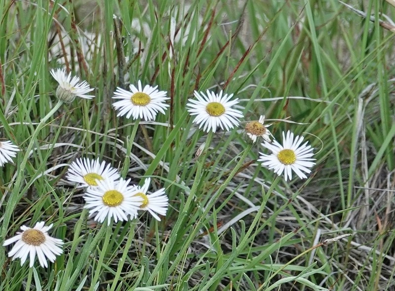 Hoary Fleabane photo 7