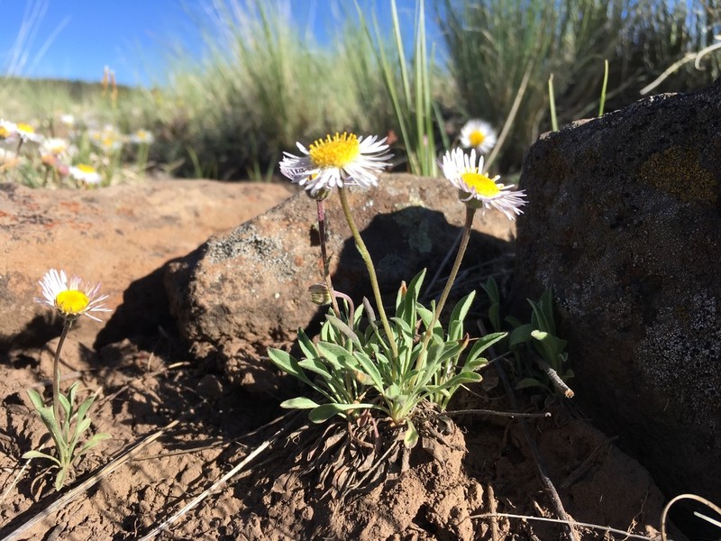 Hoary Fleabane photo 8