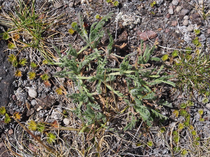 Erigeron cardaminifolius
