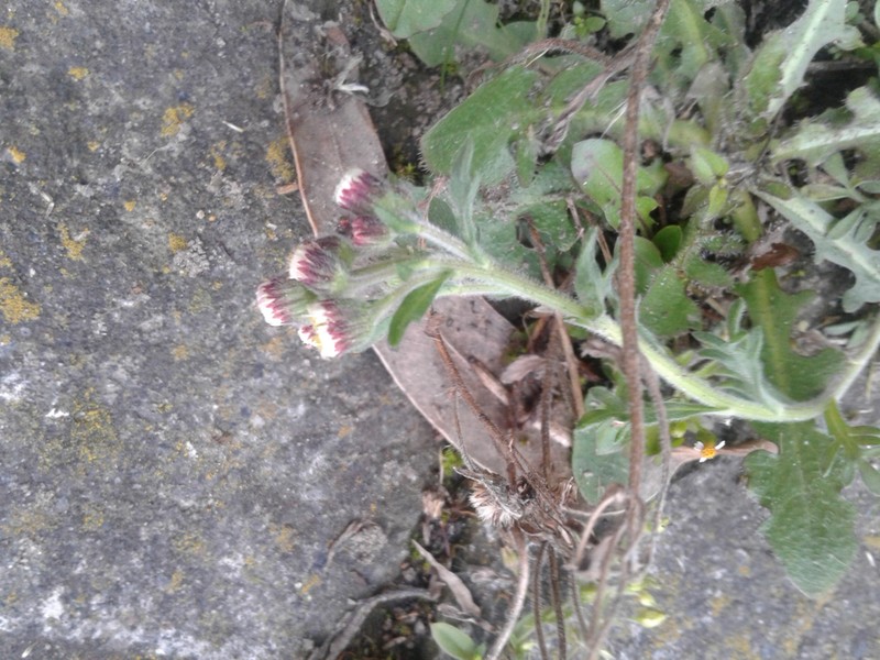 Erigeron cardaminifolius photo 2