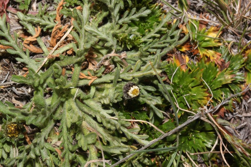 Erigeron cardaminifolius photo 3