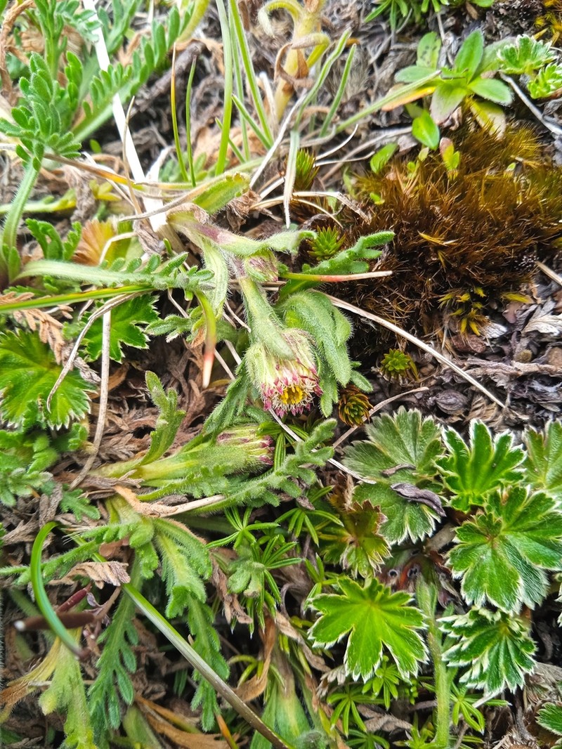 Erigeron cardaminifolius photo 4