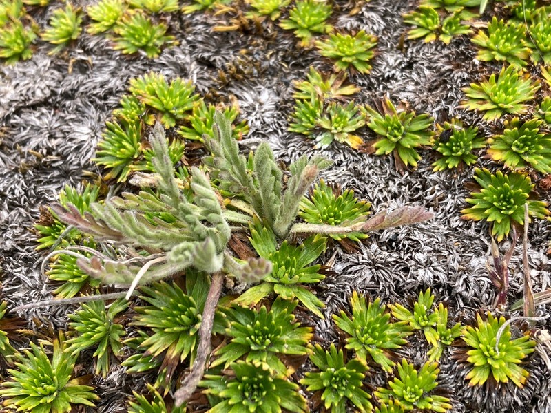 Erigeron cardaminifolius photo 5