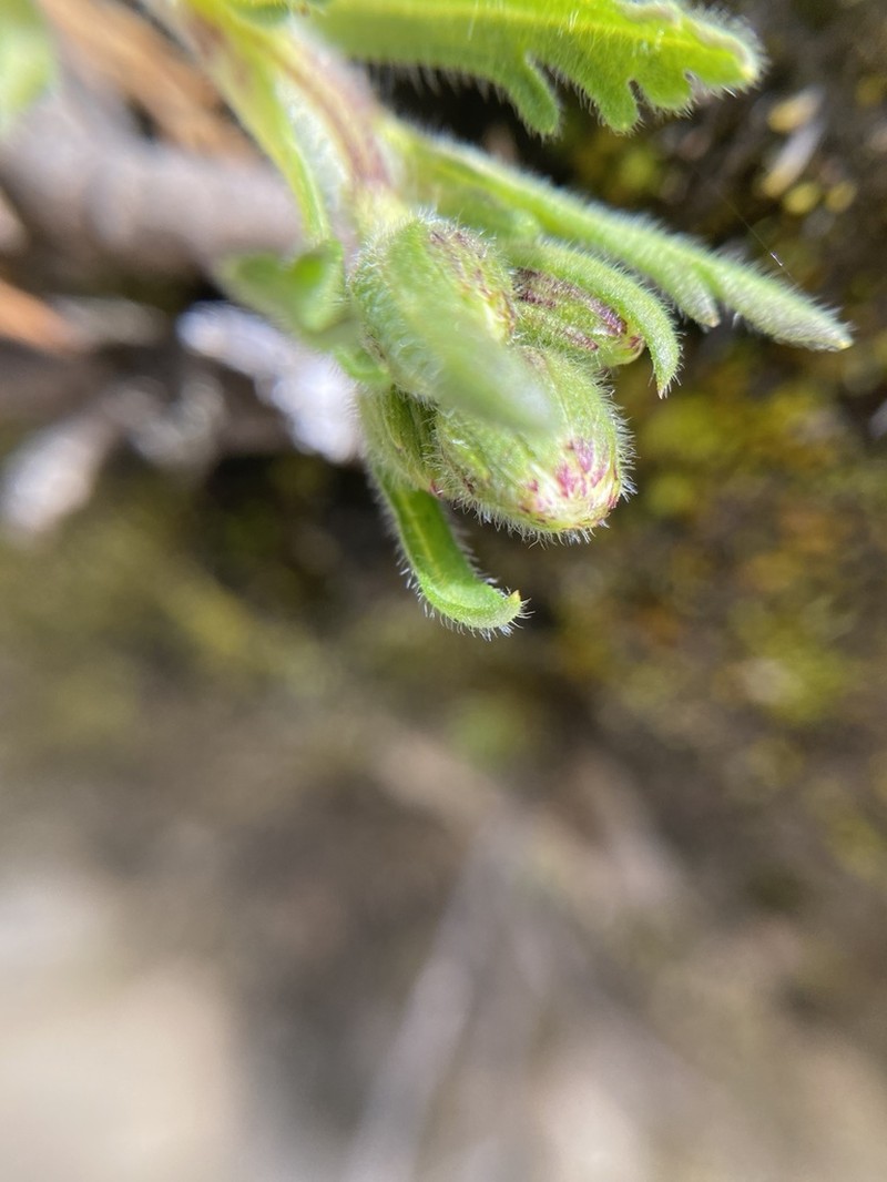 Erigeron cardaminifolius photo 6